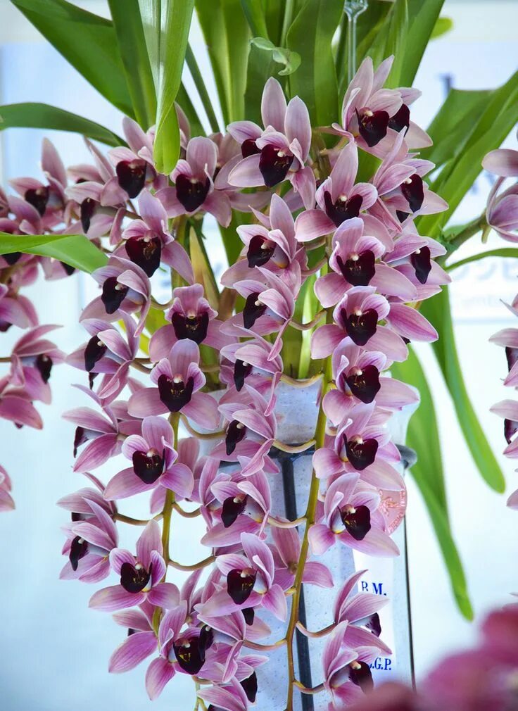 Редкие виды орхидей фото и названия Cym.) Cymbidium Gala Odyssey 'Joubert' Unusual flowers, Cymbidium orchids, Beaut