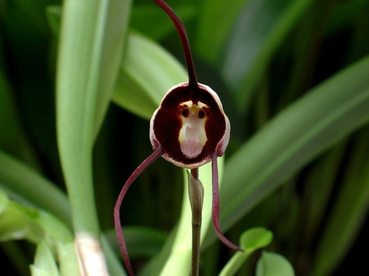 Редкие виды орхидей фото и названия Dracula benedictii orchid Orchids, Rare flowers, Unusual flowers