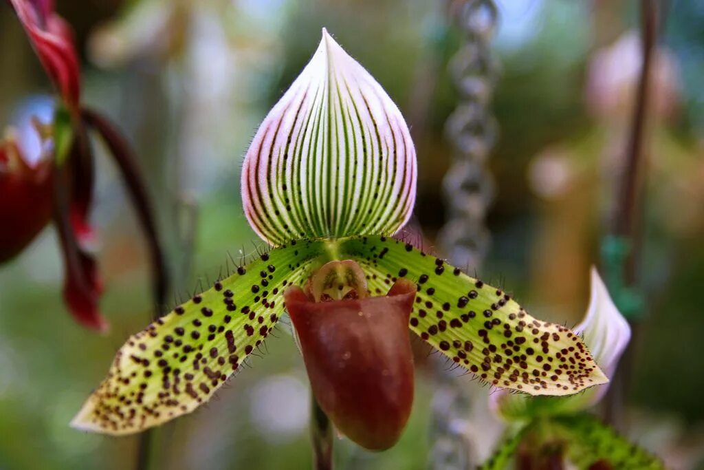 Редкие виды орхидей фото и названия Rothschild’s Slipper Orchid / Sumazau Orchid - Queen Sirikit Botanical Gardens, 