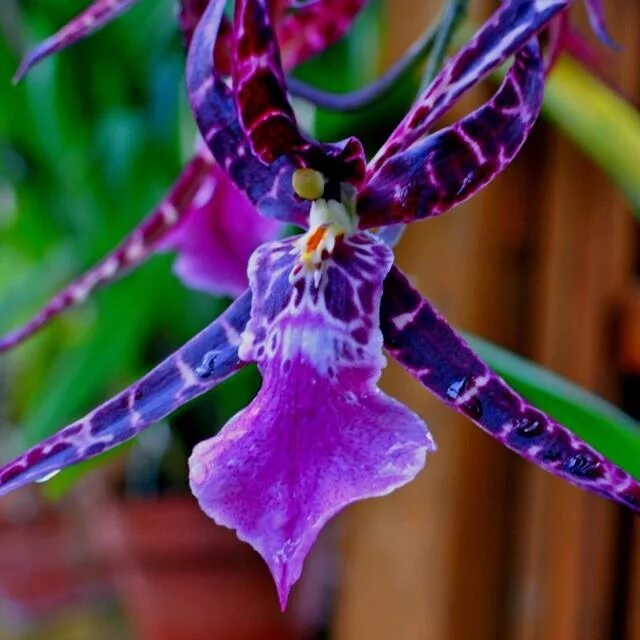 Pin de Claudia Carmona en Flores Flores raras, Flores extrañas y Flores inusuale