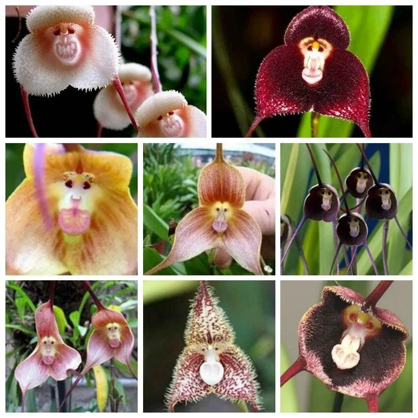 Редкие виды орхидей фото и названия 10PCS Seed Monkey Face Orchid Family Flower Type Peculiar Bonsai Garden Random e