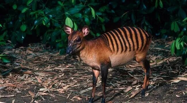 Редкие животные фото с названиями he zebra duiker is a small antelope found in Ivory Coast and other parts of Afri