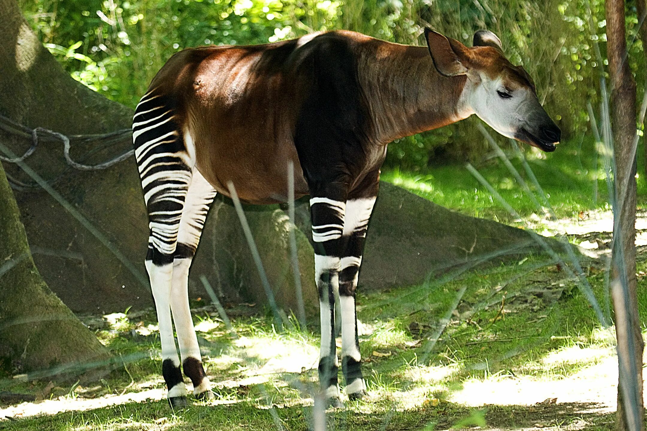 Редкие животные мира фото I love Okapis :) Okapi, Wild animals pictures, Rare animals