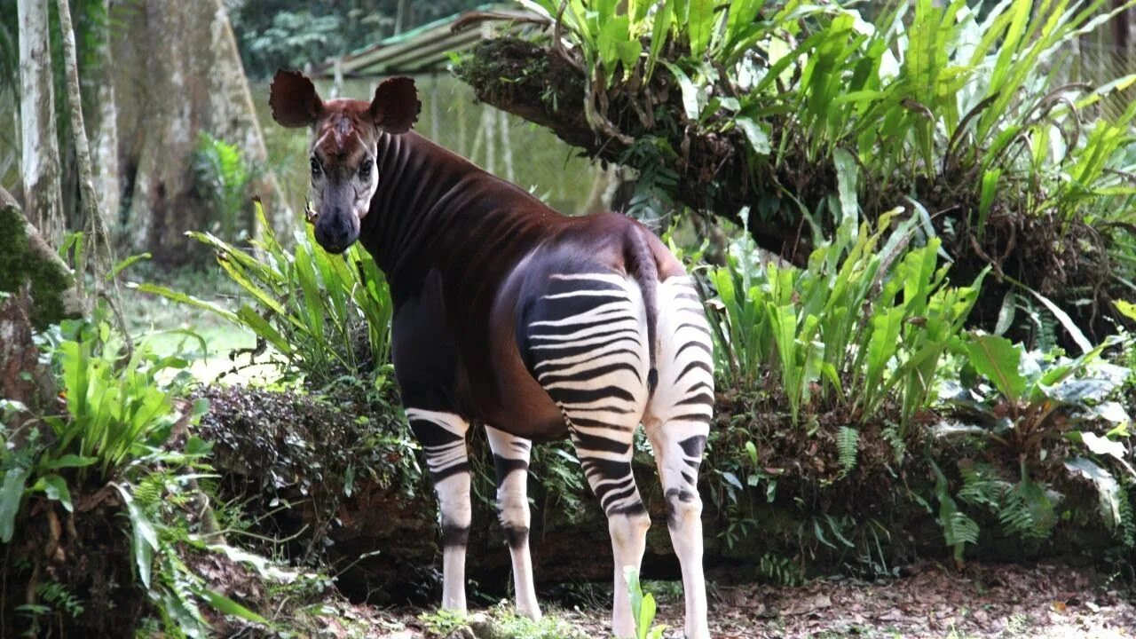 Редкие животные мира фото и названия Okapi is an endangered species, the animal is listed in the Red Book Okapi sound