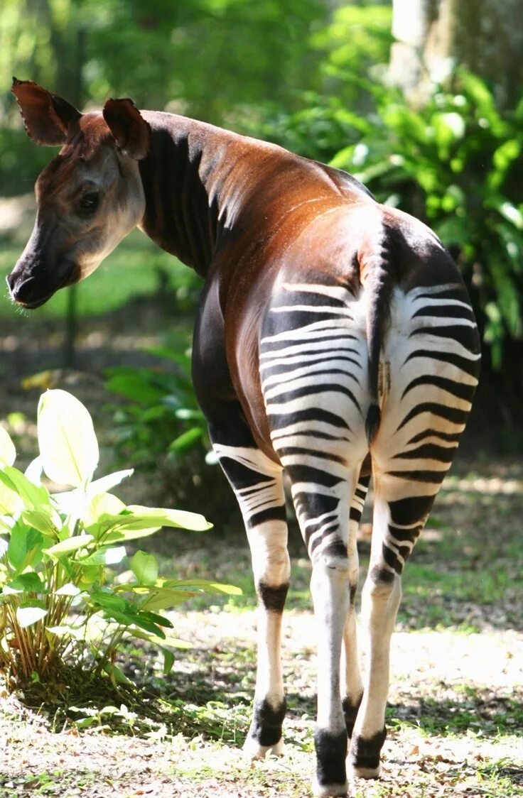 Редкие животные мира фото и названия Pin on Art, Food, and Photography Animals, African animals, Okapi