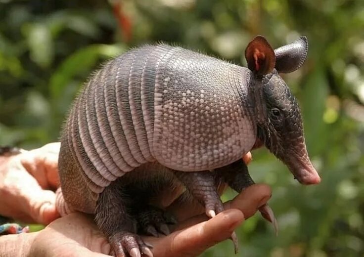 Редкие животные мира фото и названия Adorable armadillo Armadillo, Armadillo art, Animals