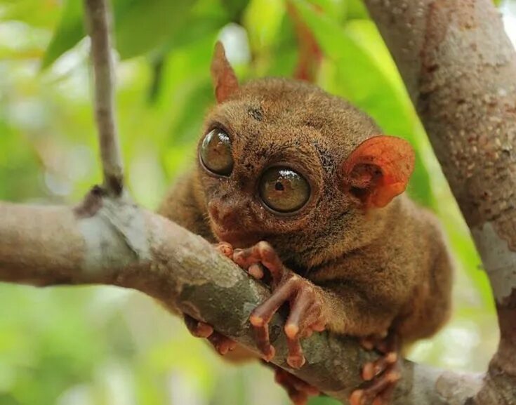 Редкие животные мира картинки Pin on Cute animals Tarsier, Primates, Animals