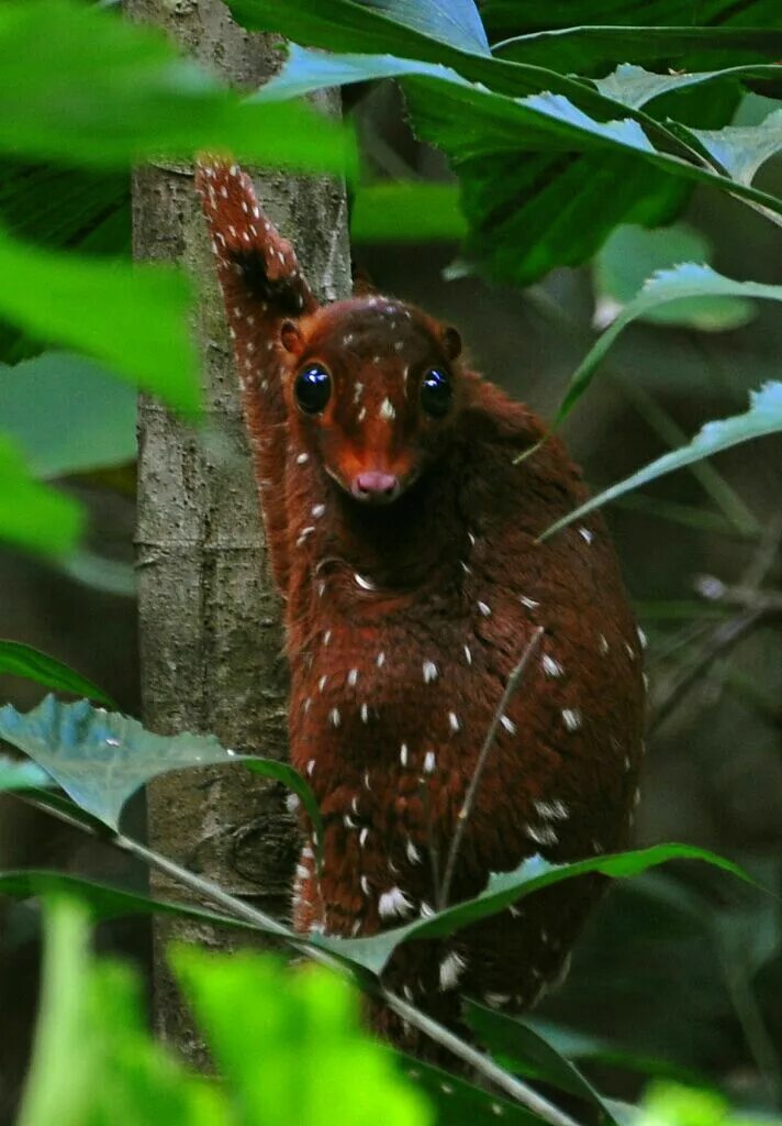 Редкие животные мира картинки Pin by Christiaan Vosloo on Animal kingdom Bizarre animals, Rare animals, Unusua