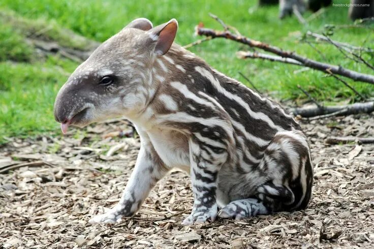 Редкие животные мира картинки Animals, Cute animals, Tapir