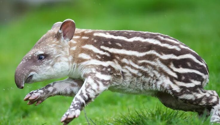 Редкие животные мира картинки Finest Photos Of A Baby Tapir ZooBorns Ever Saw! Cute baby animals, Baby animals