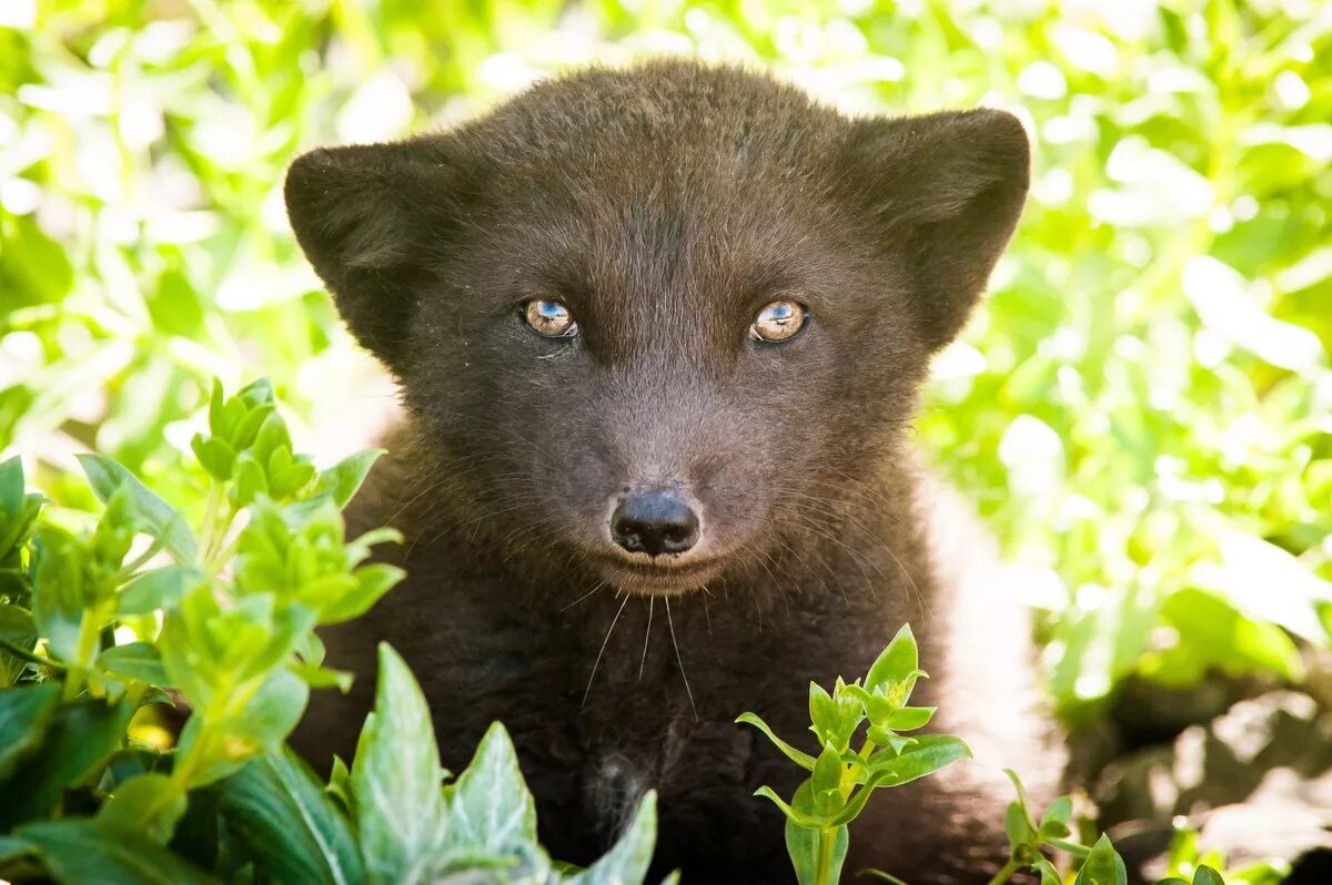 Dhole - Asiatic wild dog by John Kuk Animals wild, Wild dogs, Animals beautiful