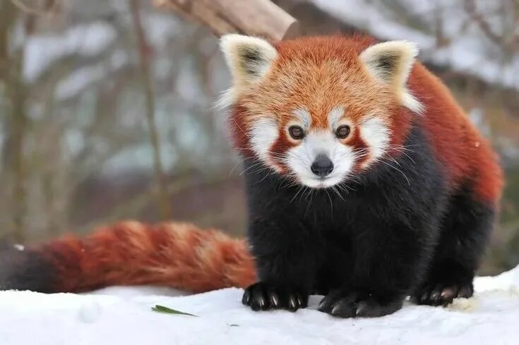 Редкие животные россии фото Pin by Dany Last One on Animals Cute animals, Cute baby animals, Red panda