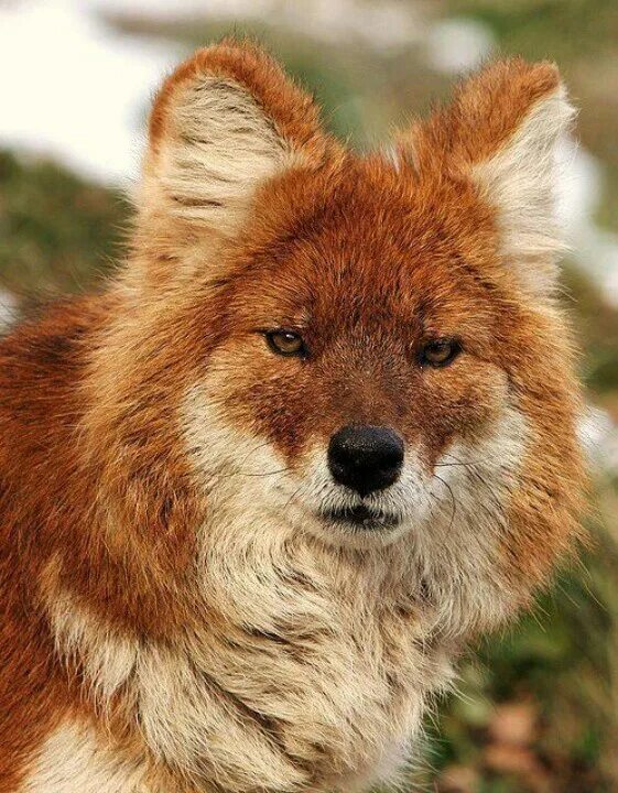 Редкие животные россии фото и названия Dhole - Asiatic wild dog by John Kuk Animals wild, Wild dogs, Animals beautiful