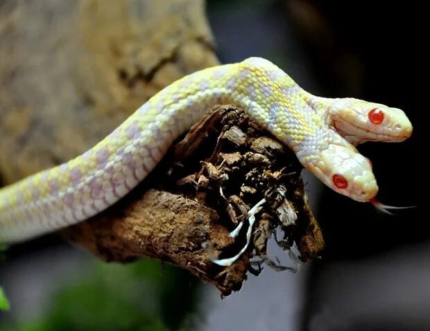 Редкие змеи фото albino two headed snake Garter snake, Snake, Amazing animal stories