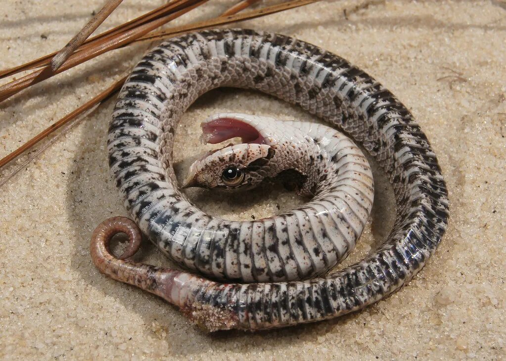 Редкие змеи фото Удивительные снимки змеи Hognose в природе Другие животные nadezhda-karelia.ru