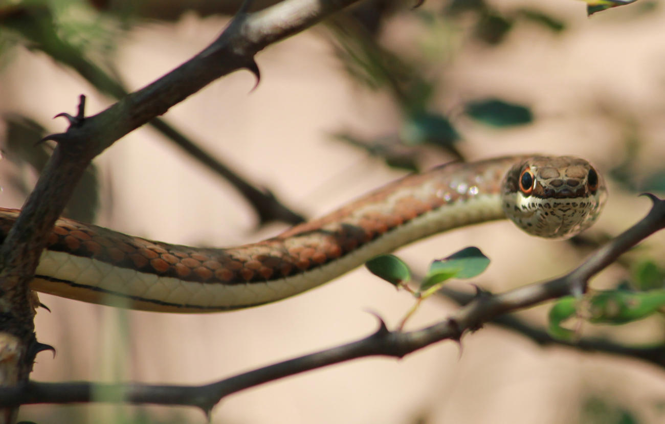 Редкие змеи фото File:Psammophis subtaeniatus 15675654.jpg - Wikimedia Commons