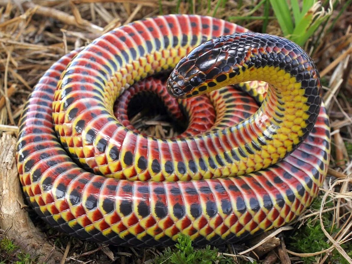 Редкие змеи фото Файл:Farancia erytrogramma (rainbow snake).jpg - Википедия