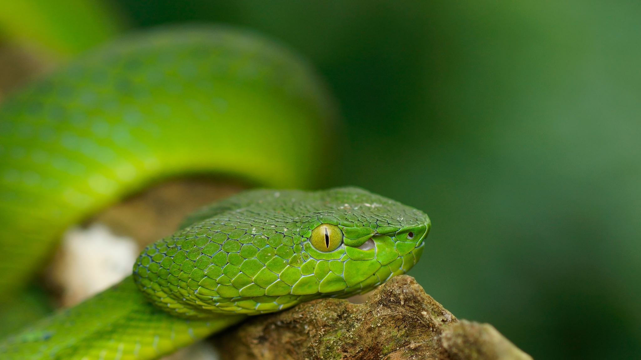 Редкие змеи фото File:Trimeresurus sabahi 3485220.jpg - Wikimedia Commons