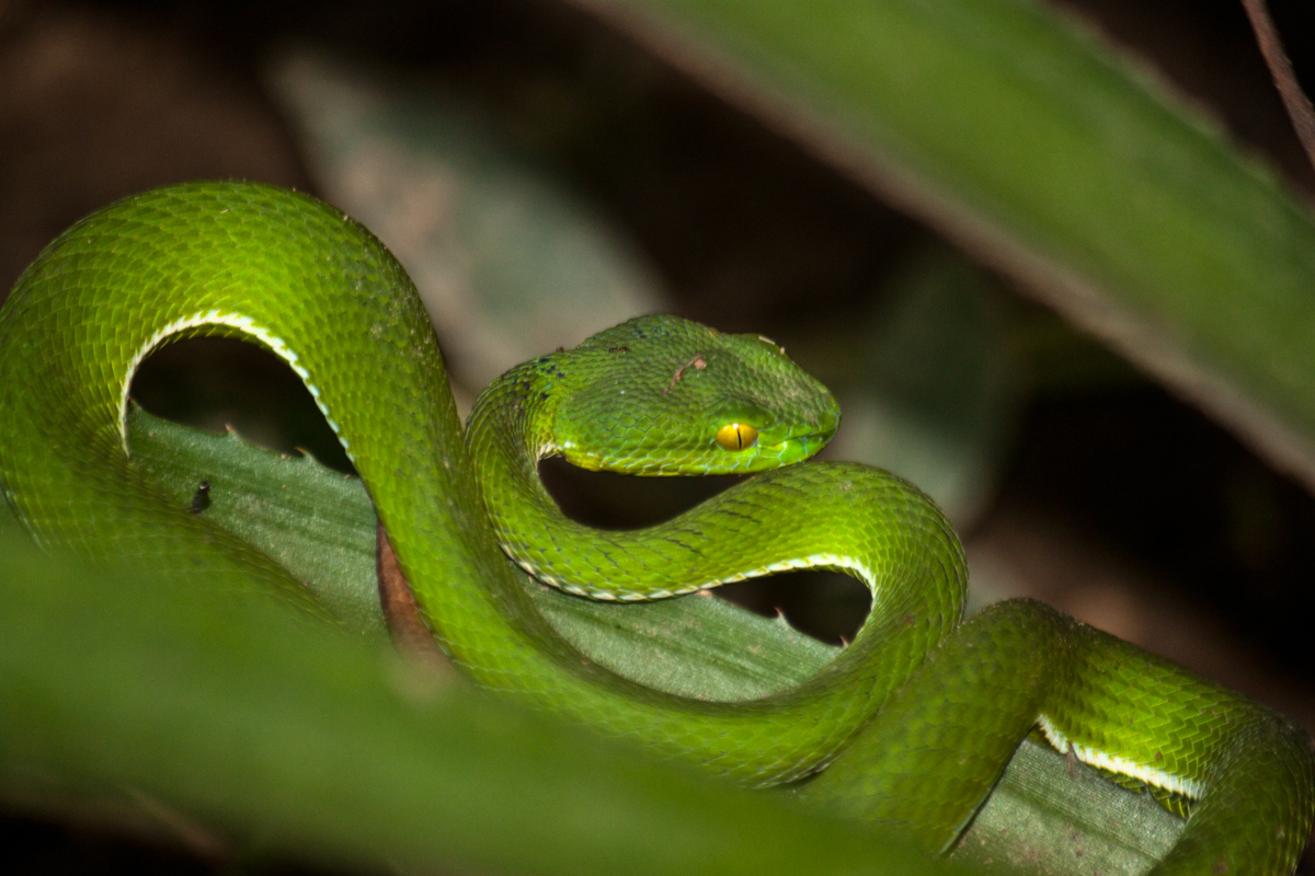 Редкие змеи фото File:Trimeresurus cardamomensis 102043378.jpg - Wikimedia Commons