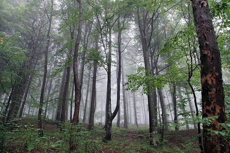 Редкий лес фото Trees Forest Fog - Free photo on Pixabay Tree forest, Forest, Fog