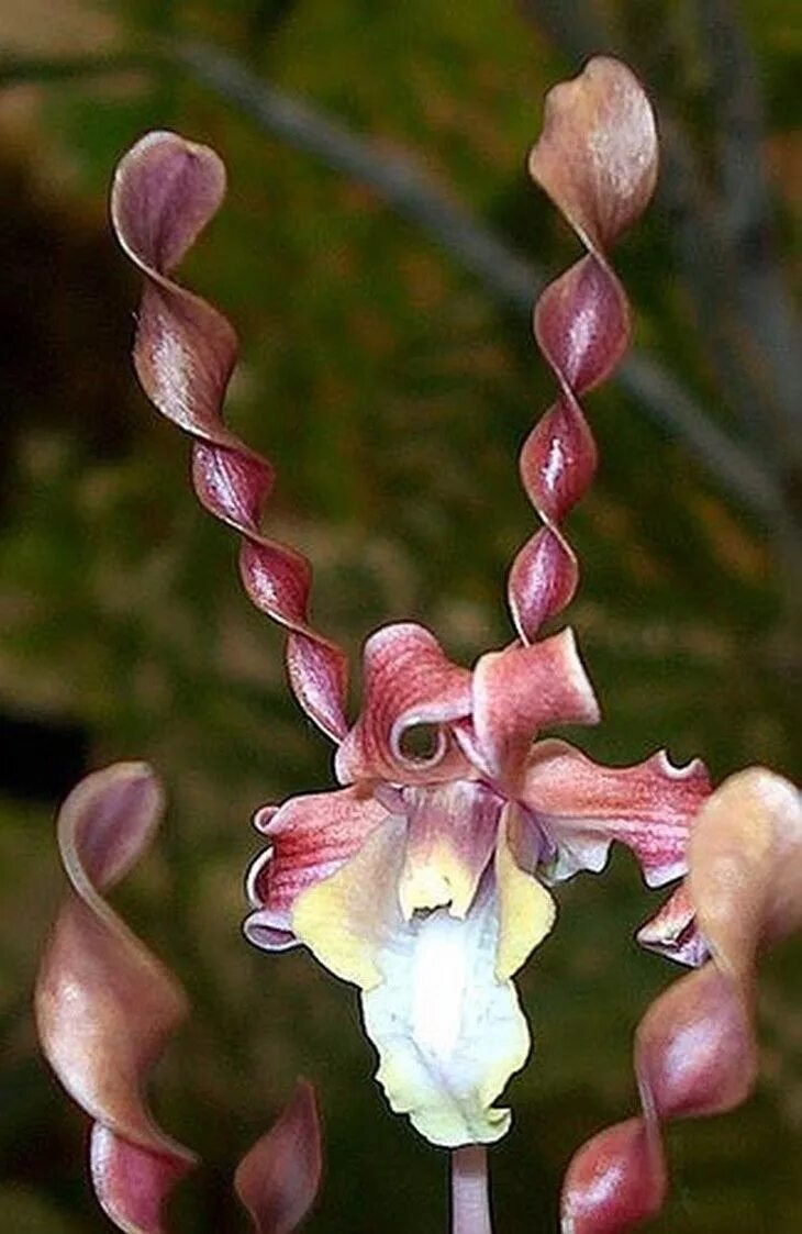 Редкий вид цветка орхидея в ульяновске фото Gorgeous Exotic Flowers -Dendrobium helix Unusual flowers, Orchid flower, Beauti