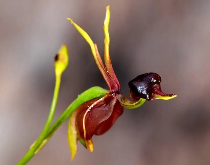 Редкий вид цветка орхидея в ульяновске фото Caleana major known as the Large Duck Orchid, found in in eastern and southern A