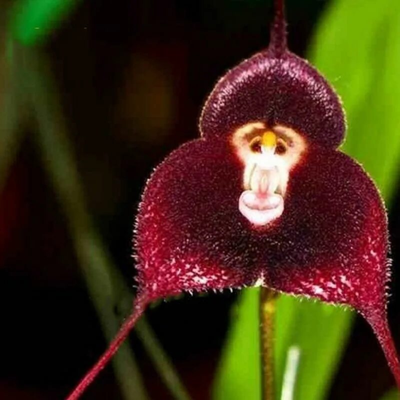 Редкий вид цветка орхидея в ульяновске фото 10pcs Strange Rare Monkey Face Flower Four Seasons Planting Seed купить недорого