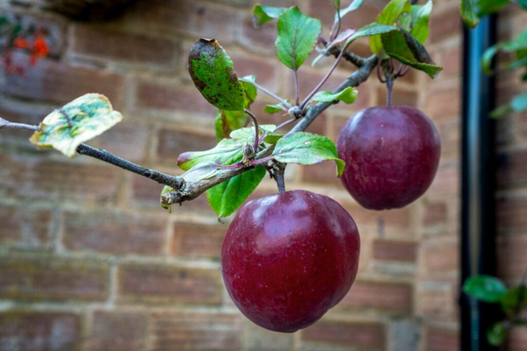 Редлав одиссо яблоня описание фото отзывы садоводов Strawberry Apple: Taste, Cultivation & Harvest Of The Apple