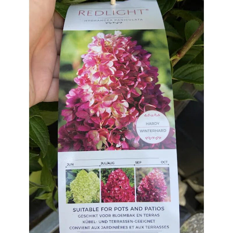 Редлайт гортензия фото Метельчатые : Hydrangea pan.REDLIGHT-Гортензия Gardenlight Redlight НОВИНКА 2022