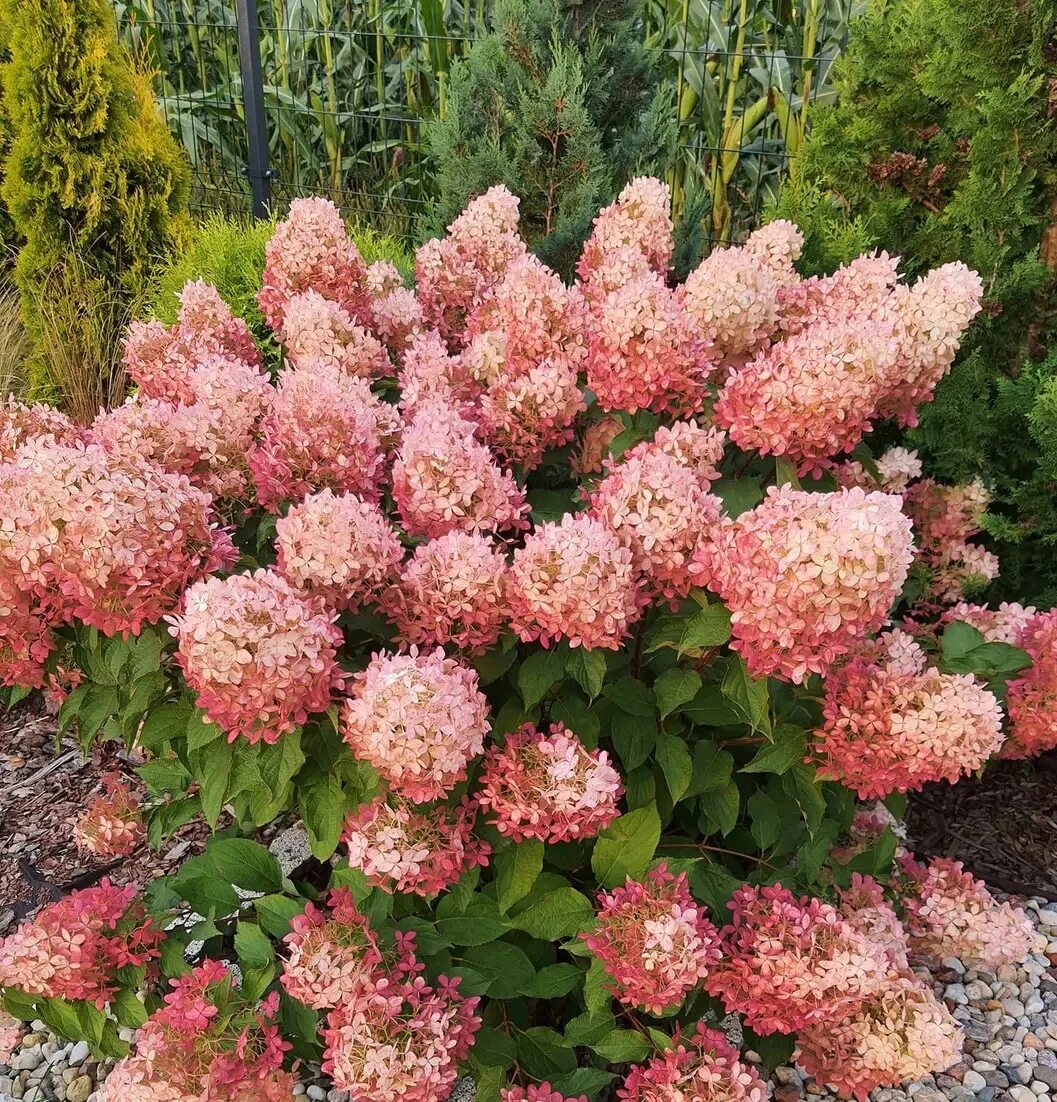 Редлайт гортензия фото Купить Гортензия метельчатая Pinklight - Гортензия - GardenPlants