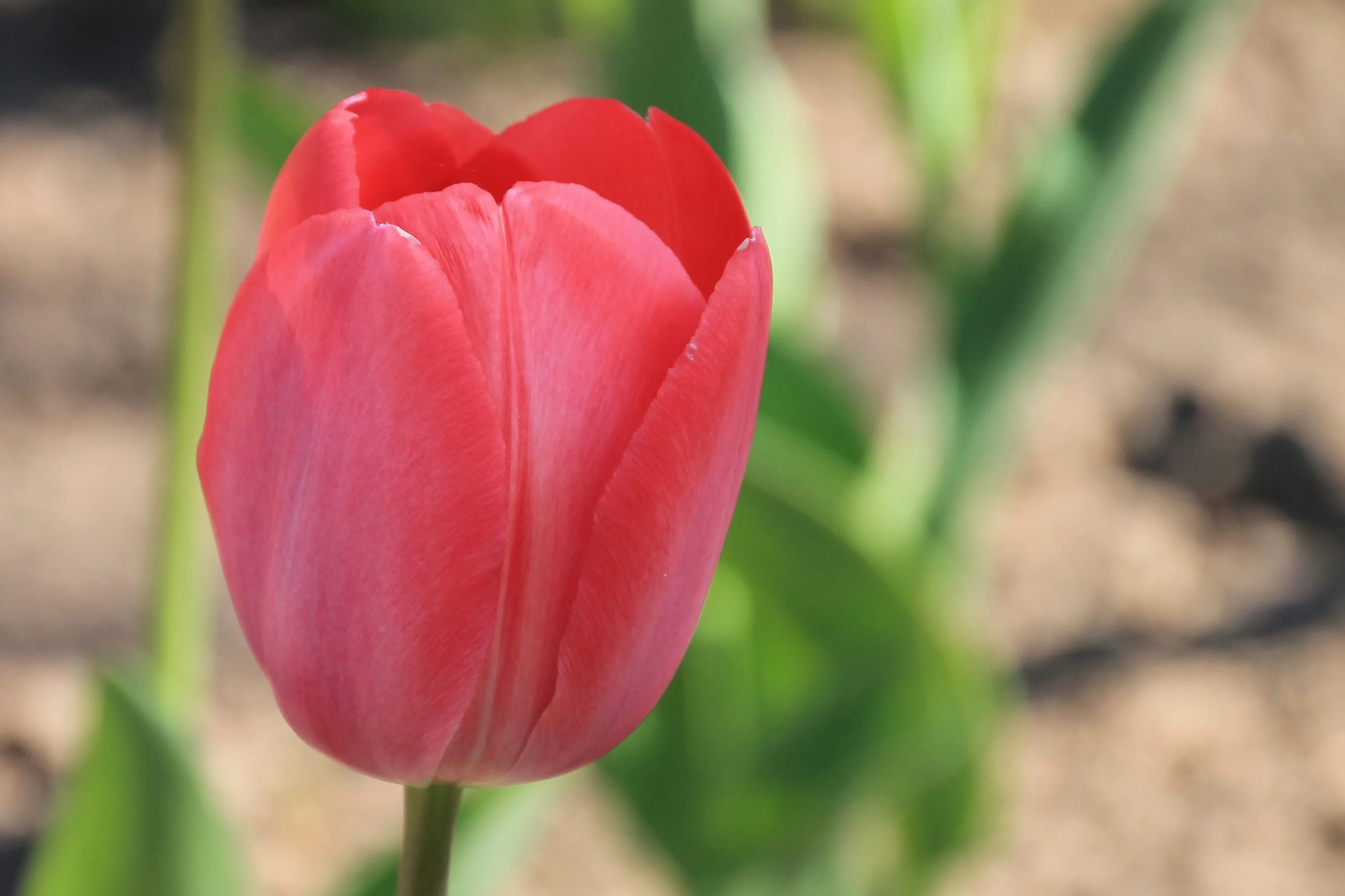 Редстоун тюльпан фото Free Images : blossom, petal, bloom, tulip, red, flora, flower bed, spring flowe