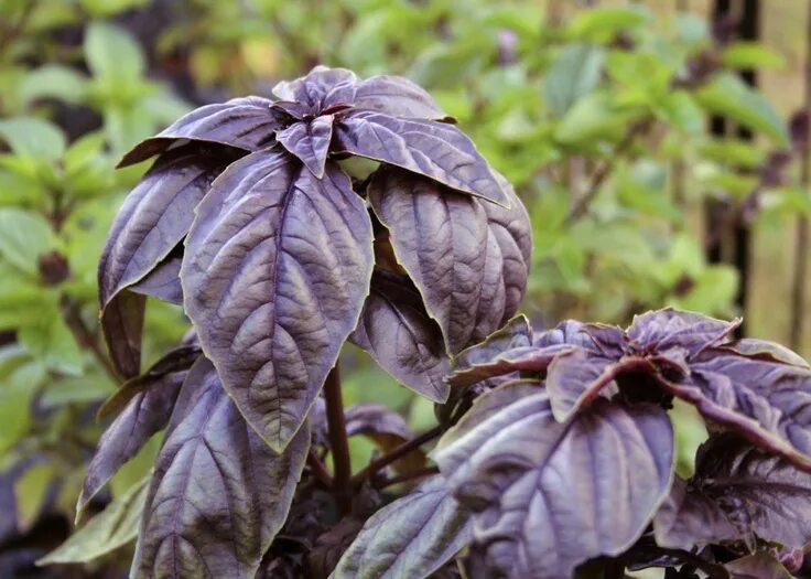 Реган трава фото и описание Ocimum basilicum - Amethyst Basil - Amethyst Basil has large, thick, turned down