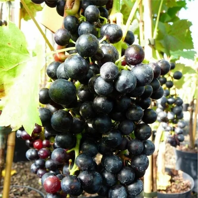 Регент виноград фото Grape Vine Regent Blue Grapes Outdoor Grape Vines For Sale