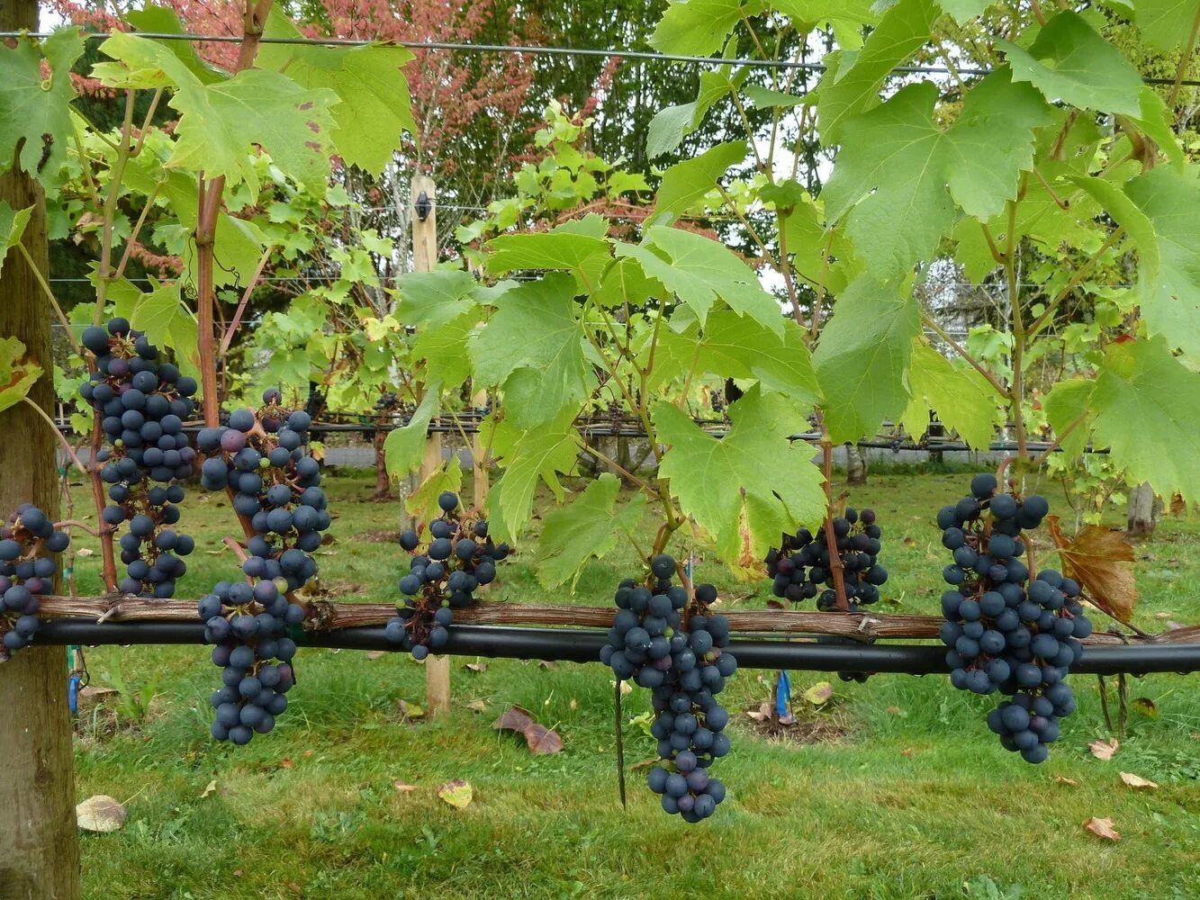 Регент виноград фото Виноград Регент "Regent"