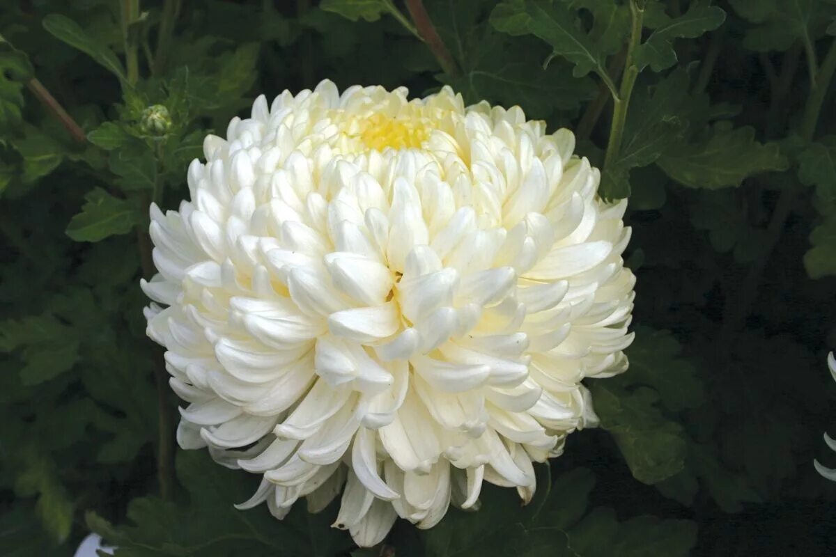 Регина хризантема фото и описание Chrysanthemum Chrysanthemum plant, Chrysanthemum, Plants