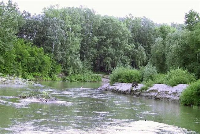 Река алей фото Алтайский край (река Алей) (2) - Мегаэнциклопедия Кирилла и Мефодия - медиаобъек