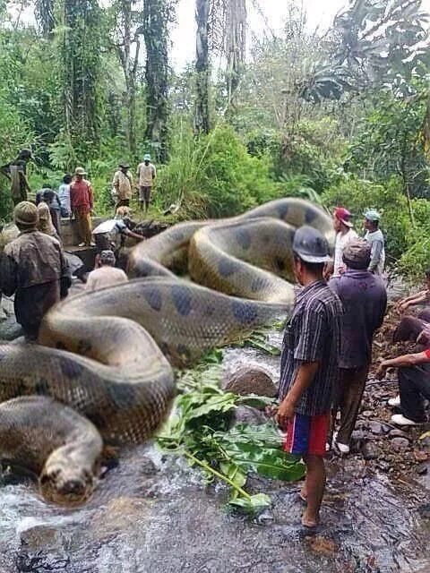 Река амазонка и ее обитатели фото Worlds largest snake - a Anaconda trapped in the Amazon Jungle !!! World biggest