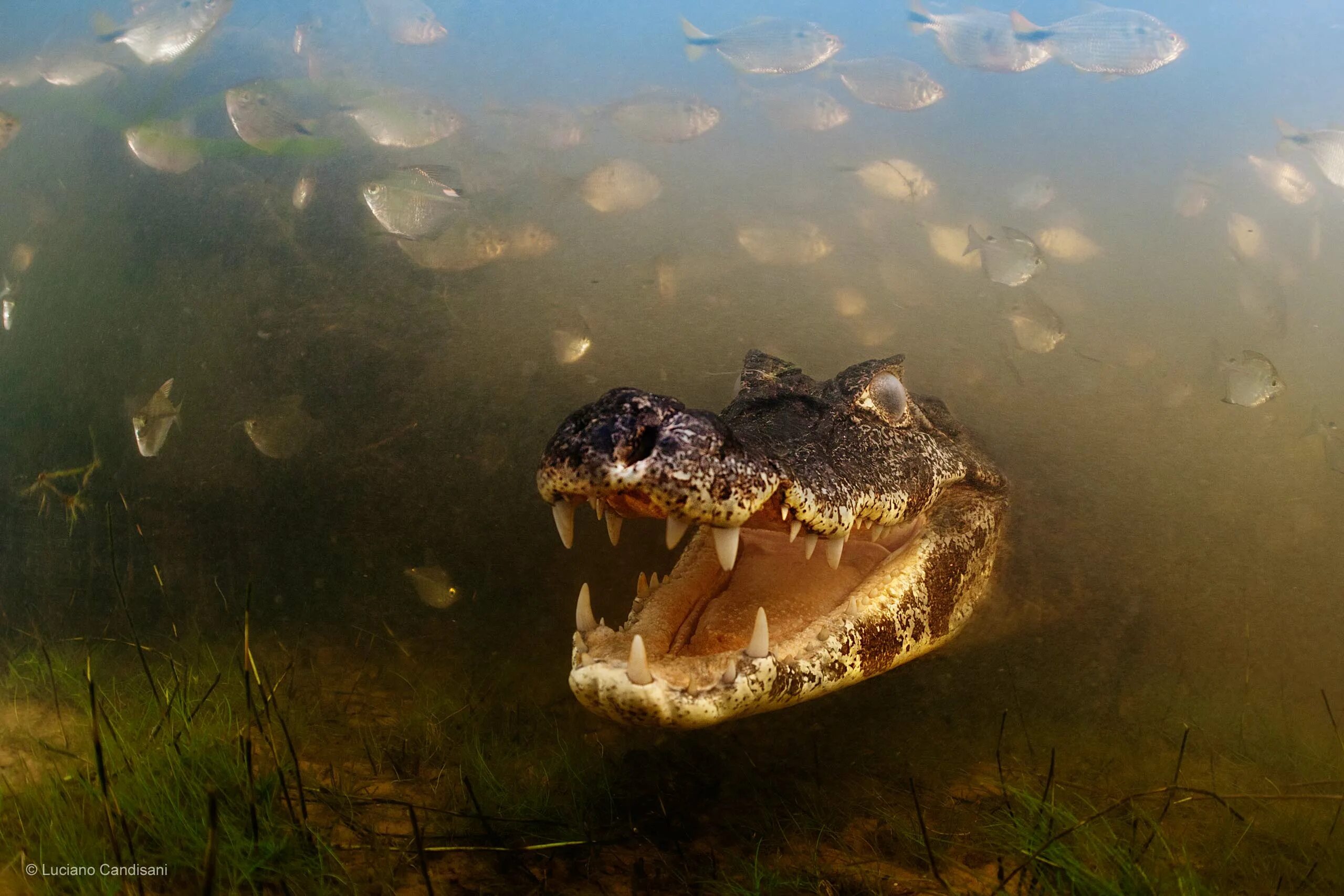 Река амазонка и ее обитатели фото Into the mouth of the caiman Wildlife Photographer of the Year Natural History M