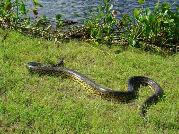 Река амазонка и ее обитатели фото Sucuri do Pantanal - Majestic Wildlife of Brazil