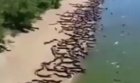 Река аракара в бразилии фото и описание Thousands of crocs invade Brazilian beach leaving locals 'panicking' - VID World