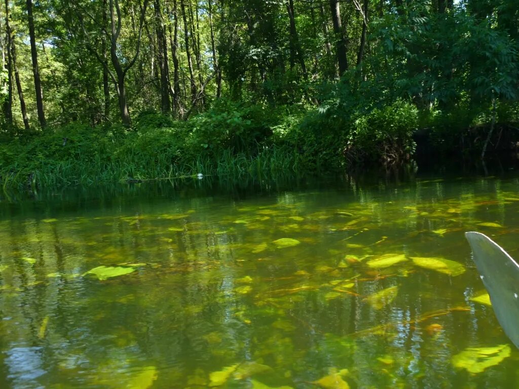 Река битюг воронежской области фото Битюг, река. местоположение, флора и фауна