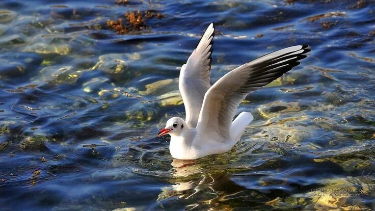 Река чаек фото Bird, Animals