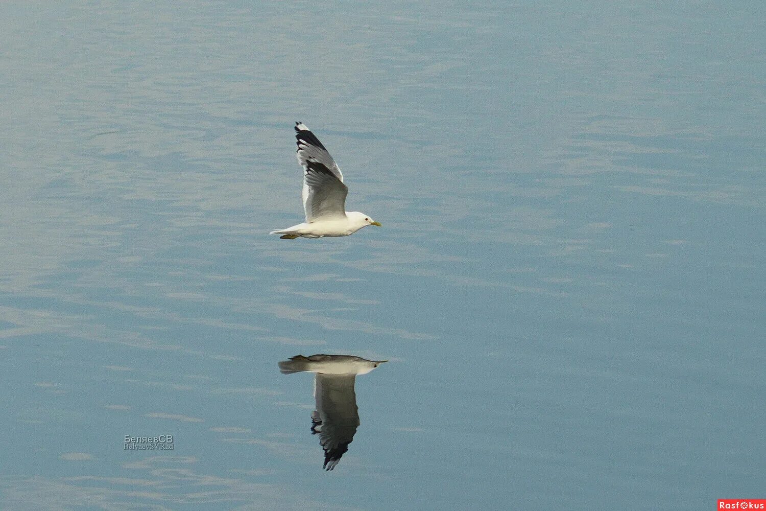 Free Images : sea, wing, river, wildlife, reflection, beak, fauna, duck, seagull