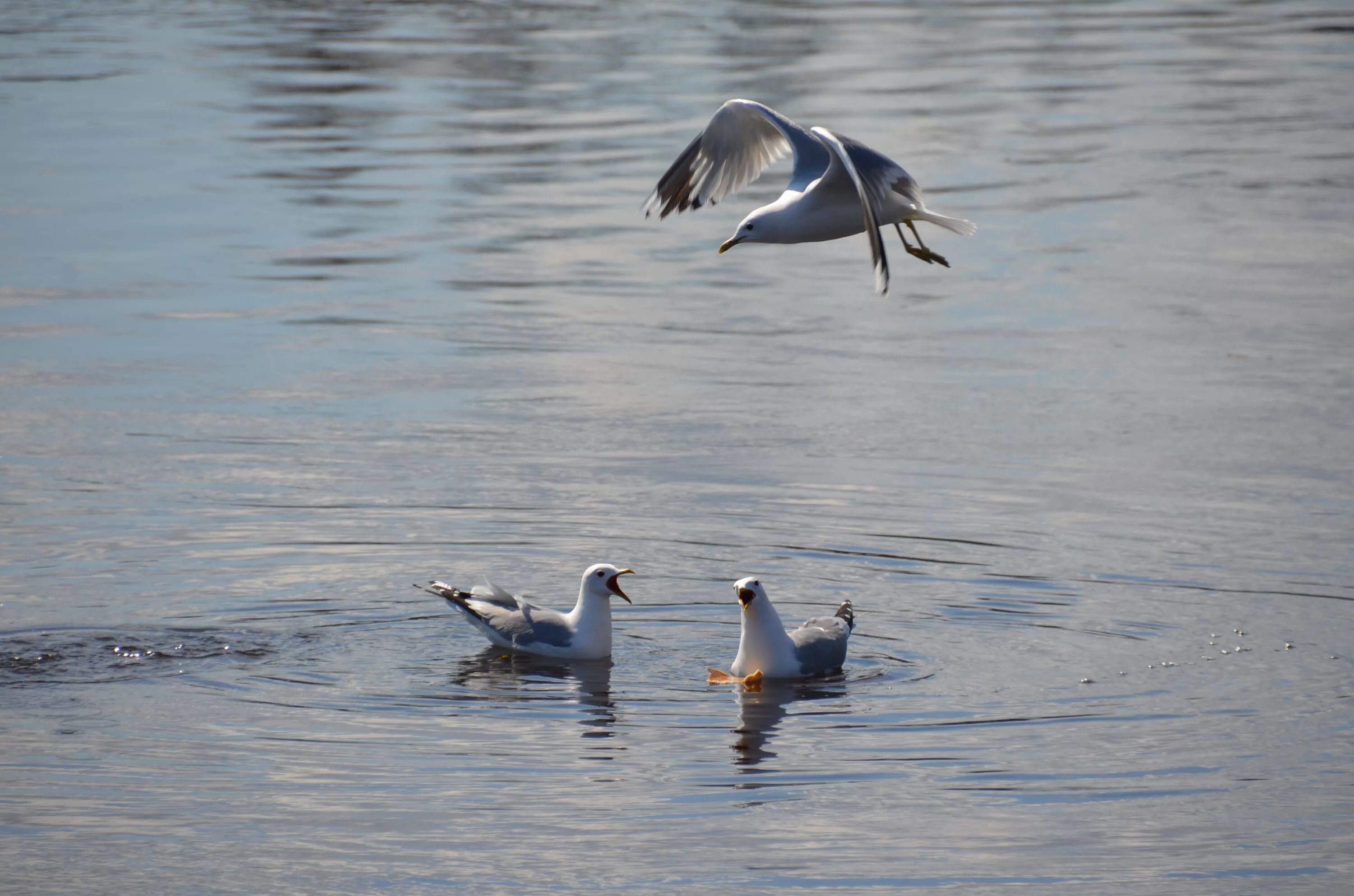 Река чаек фото Free Images : sea, wing, river, wildlife, reflection, beak, fauna, duck, seagull