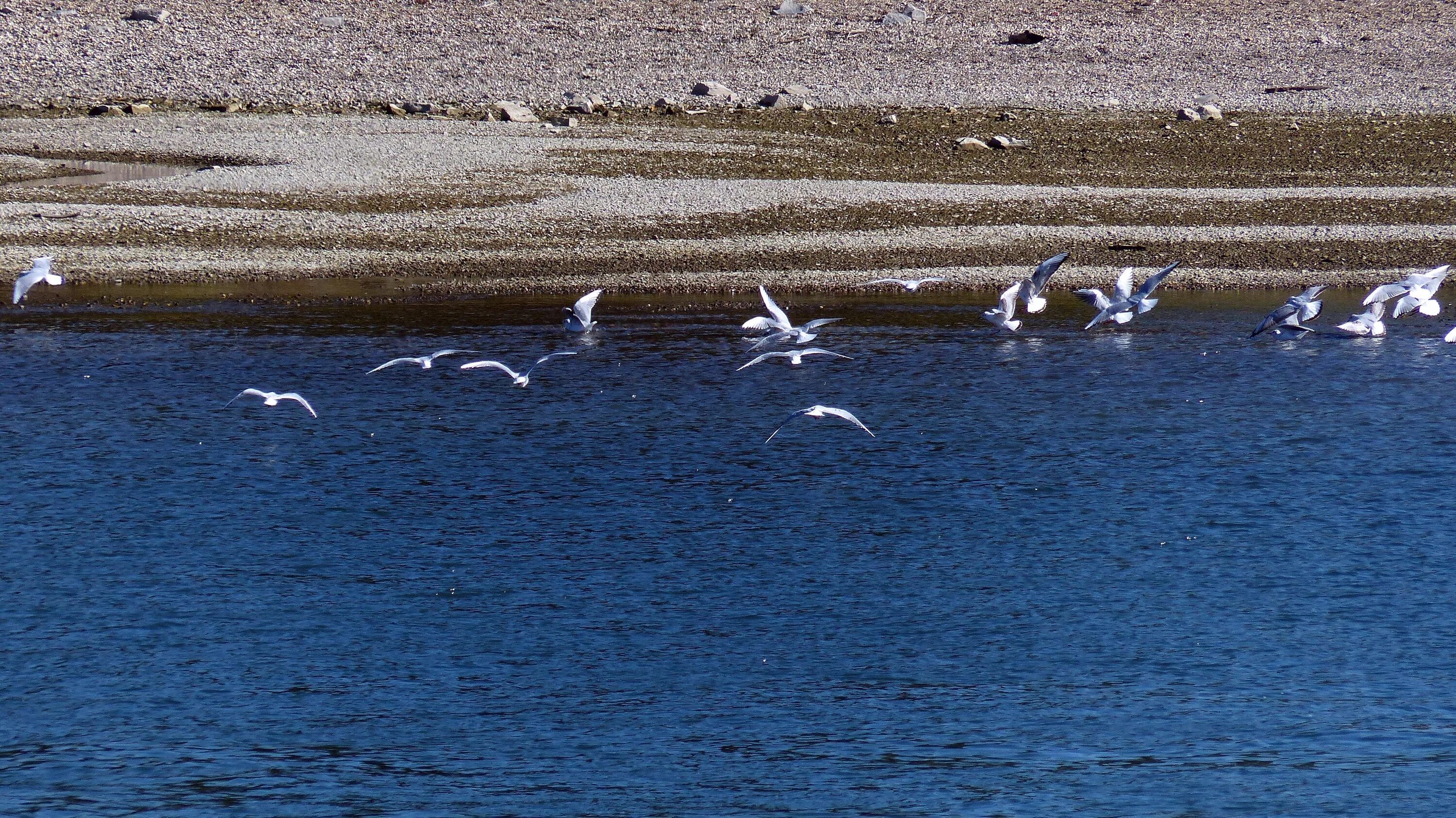 Река чаек фото Free Images : sea, nature, wave, seabird, river, flock, ship, travel, transport,