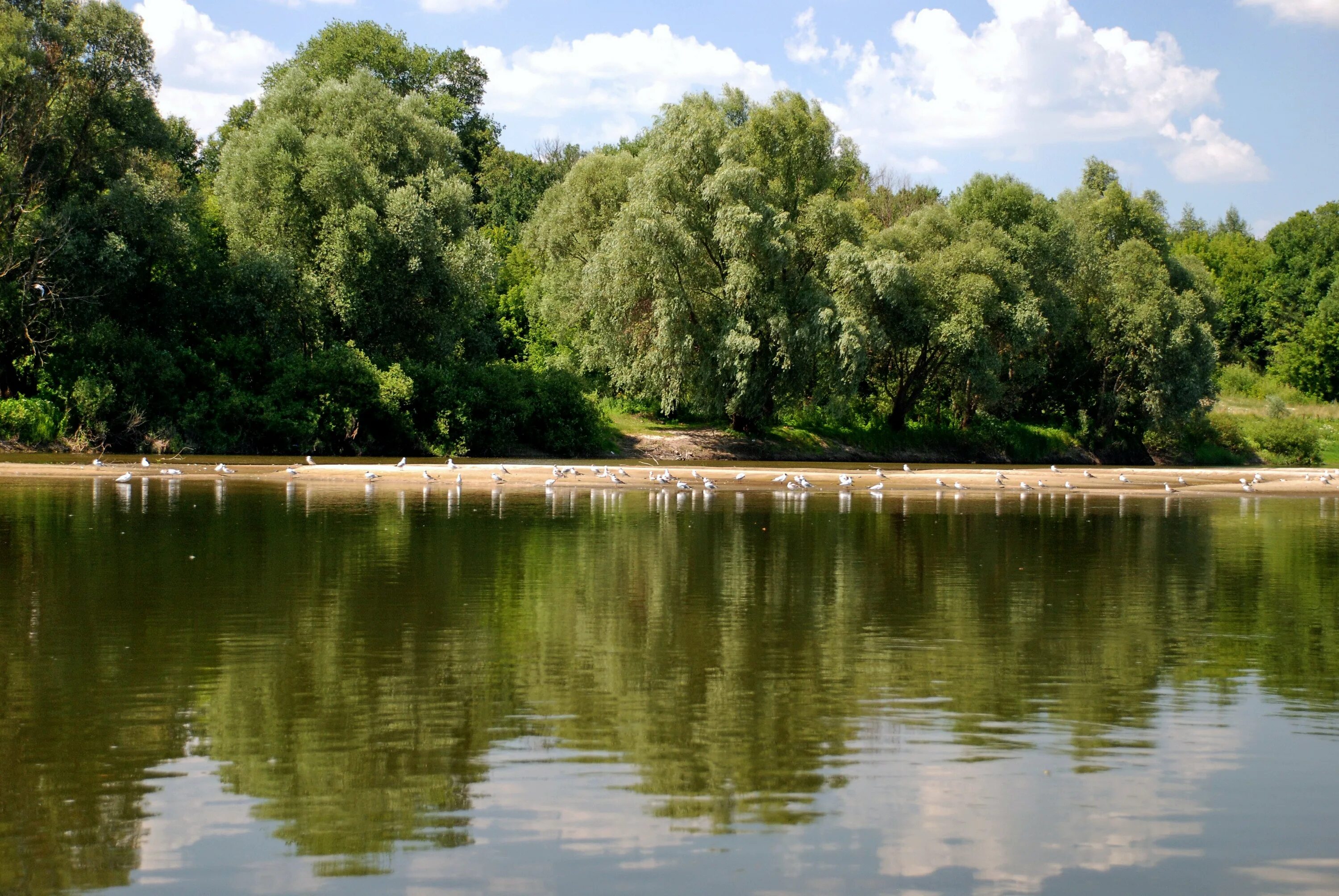 Река десна брянск фото Р десна