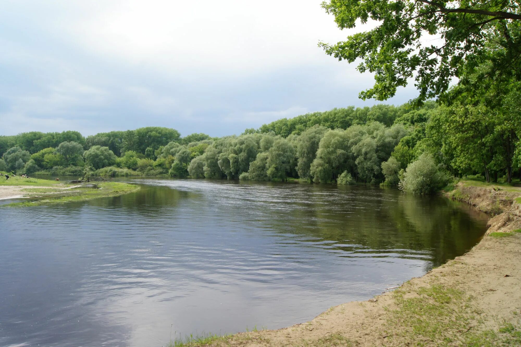 Река десна фото Река десна где начало