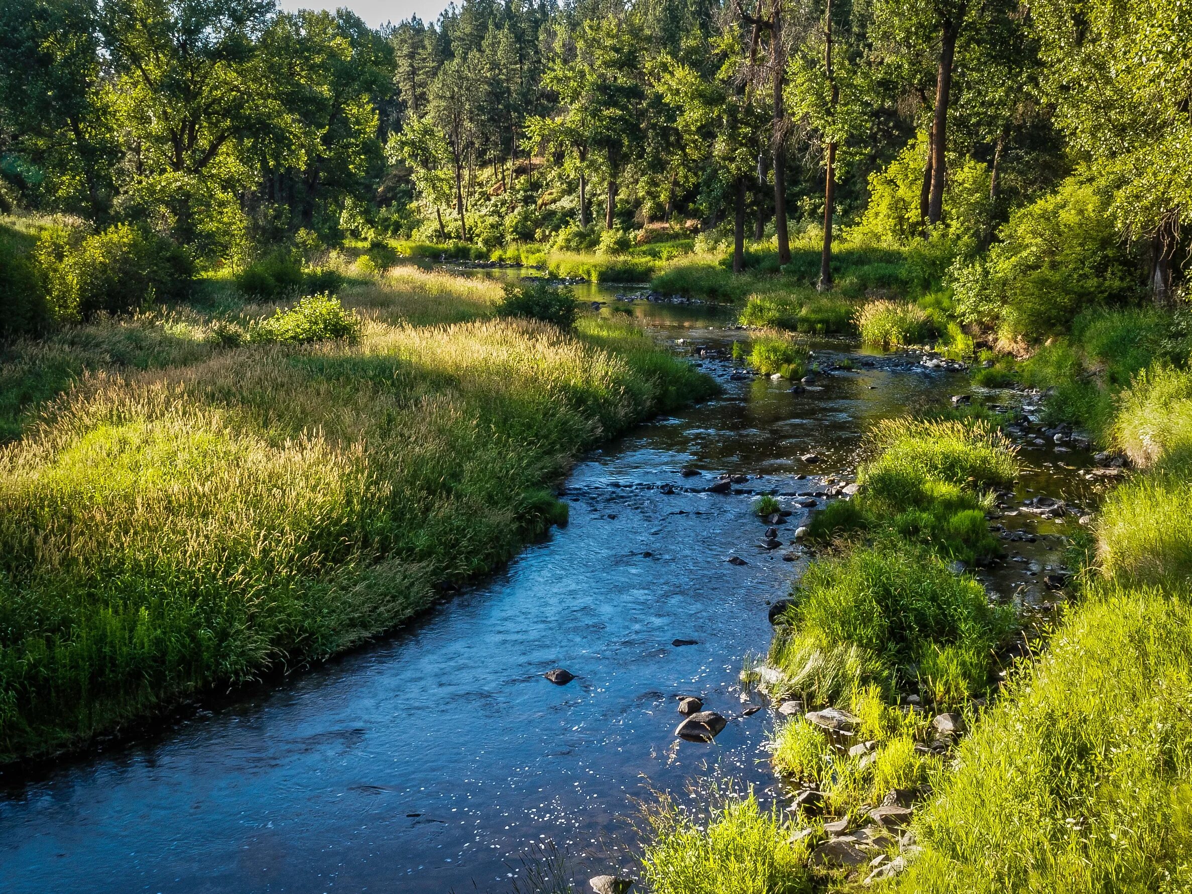 Река фото для детей Download wallpaper greens, forest, summer, grass, the sun, trees, stream, stones