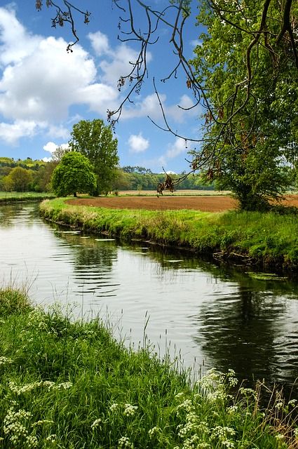 Body of water and green-leafed trees wallpaper, river, forest, nature, landscape