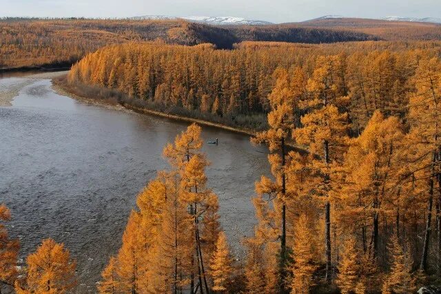 Река осенью в сибири фото Осенняя тайга - ЯПлакалъ